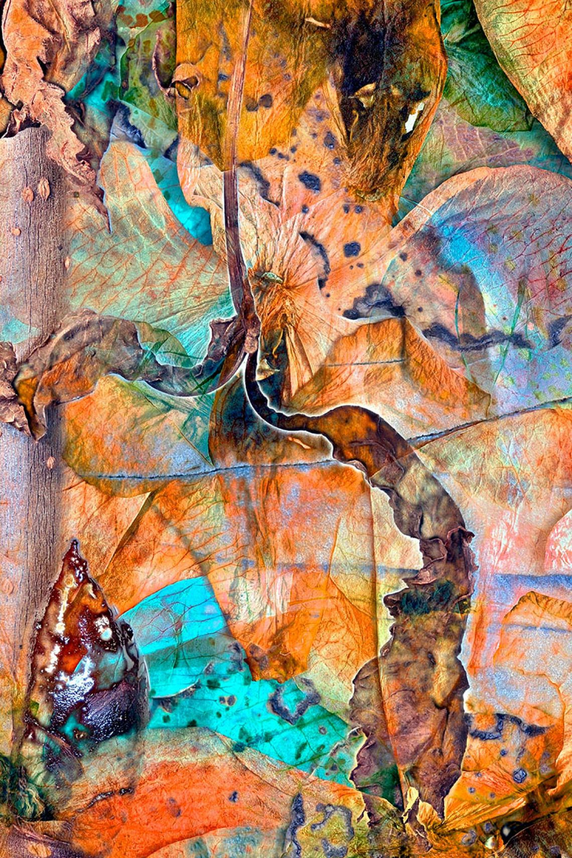 International Garden Photographer of the Year