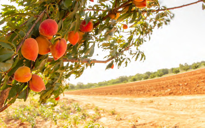 Fredericksburg peaches are widely sought-after because of the elevation and climate of Gillespie County, which helps produce an abundant and flavorful peach crop. – Photo courtesy of ATPI