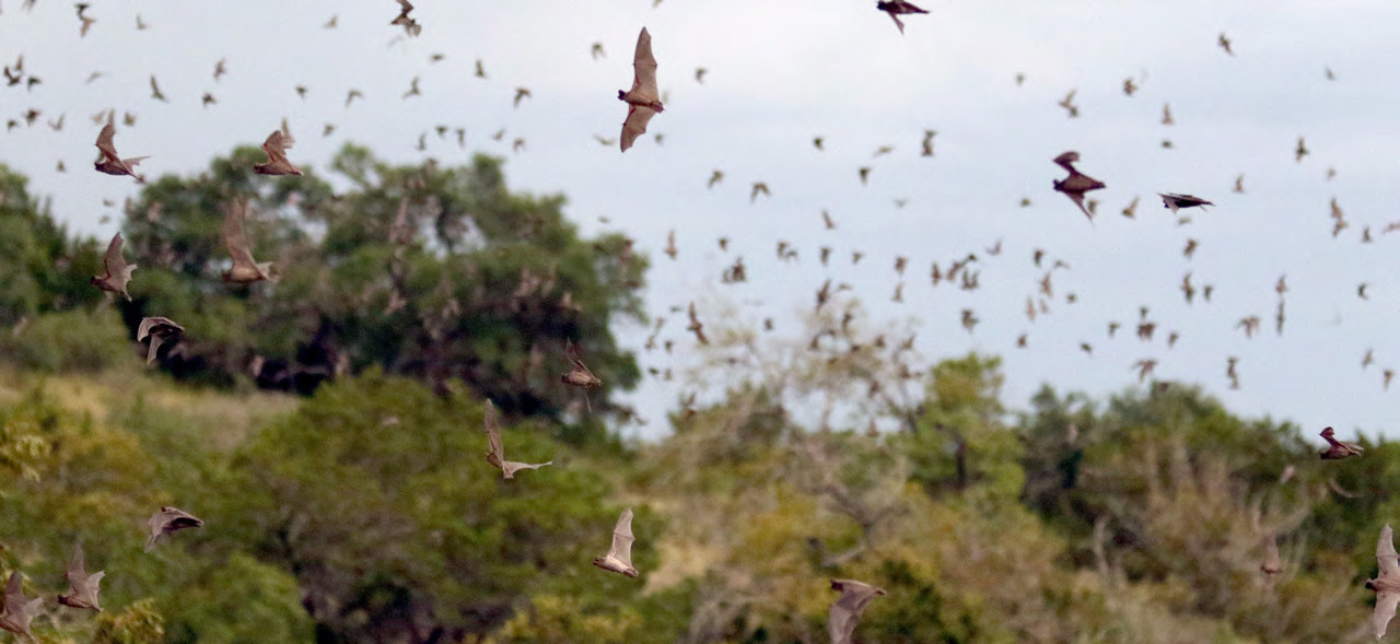 Millions of bats funnel out of the abandoned railroad tunnel nightly at Old Tunnel State Park between March and October. — Standard-Radio Post file photo