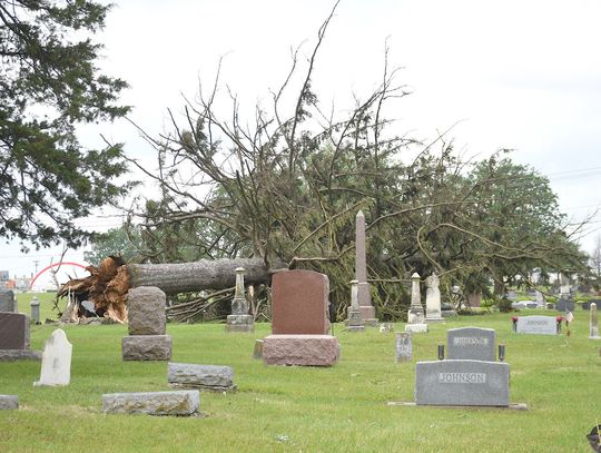 A large tree