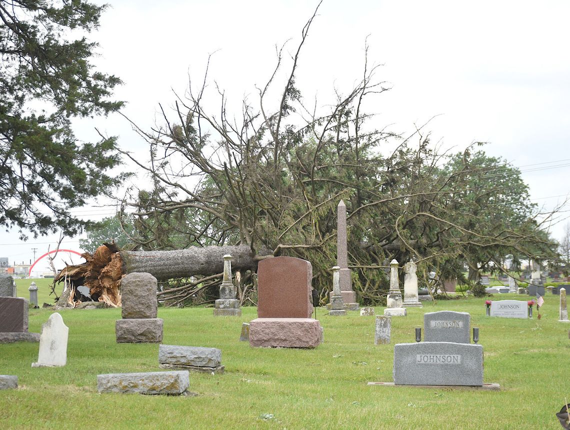 A large tree
