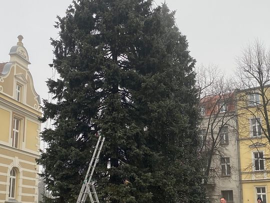 Rozświetlają choinki przed Starostwem w Chojnicach