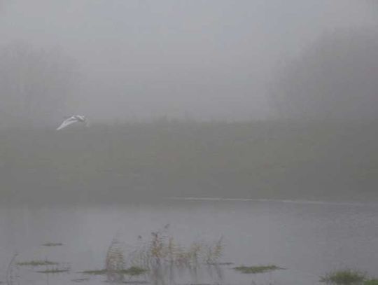 Uwaga! Gęsta mgła!