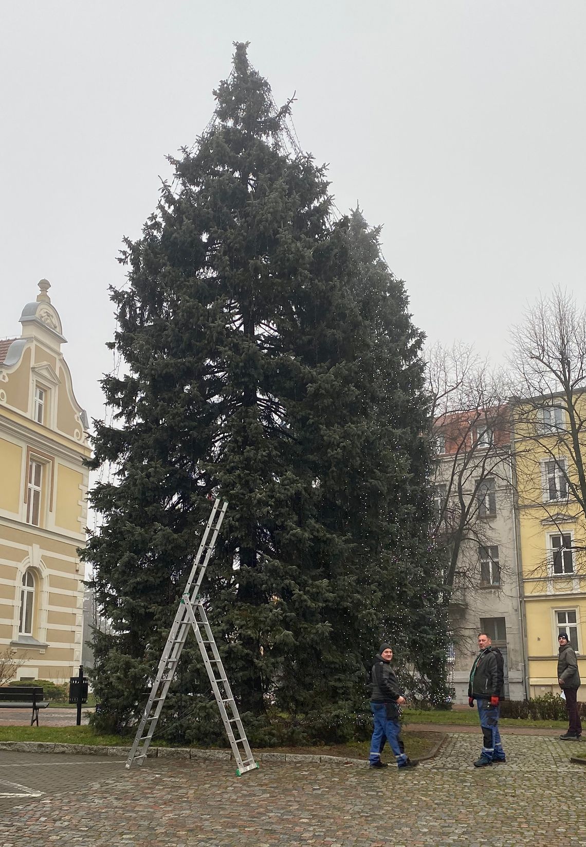 Rozświetlają choinki przed Starostwem w Chojnicach