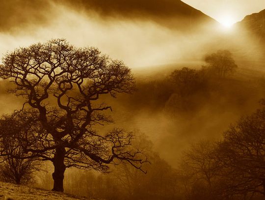 10 ciekawostek o żółwiach