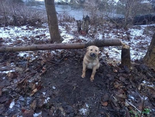 Przywiązał psa do drzewa i zostawił. 38-latek odpowie za znęcanie się na zwierzęciem Przywiązał psa do drzewa i zostawił. 38-latek odpowie za znęcanie się na zwierzęciem