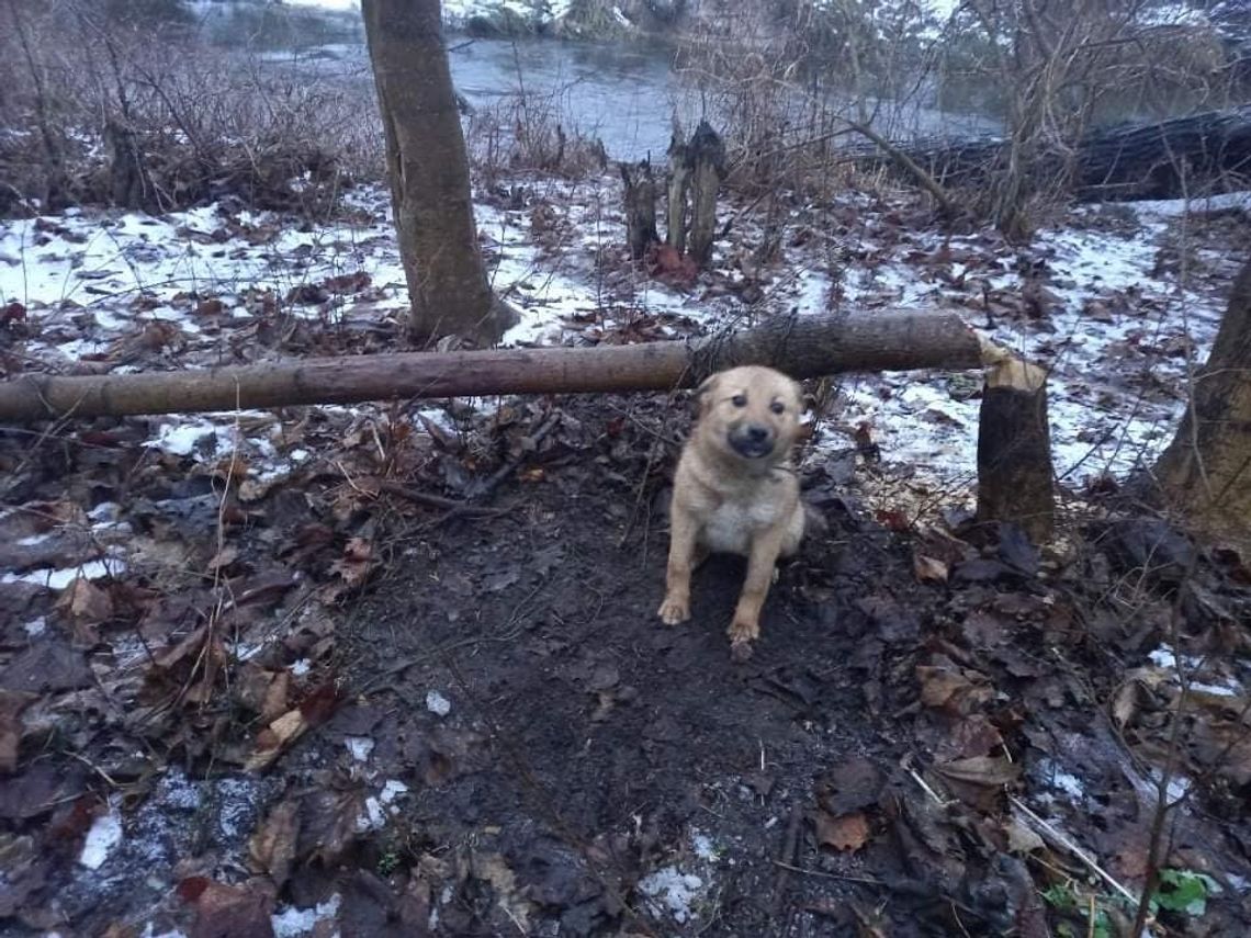 Przywiązał psa do drzewa i zostawił. 38-latek odpowie za znęcanie się na zwierzęciem