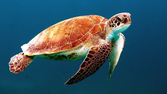 10 ciekawostek o żółwiach