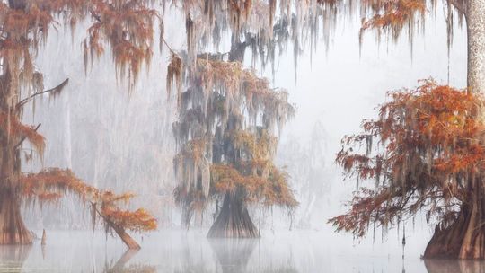 International Garden Photographer of the Year