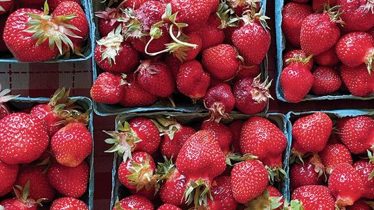 Strawberries are so close we can taste them. Bardenhagen Berries on Horn Road in Lake Leelanau is gearing up to begin harvest this weekend. Enterprise photo by Brian Freiberger