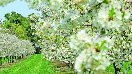 A Suttons Bay cherry orchard shines in full bloom last year. Cherry Blossom season has officially begun in Leelanau County. Enterprise photo by Brian Freiberger
