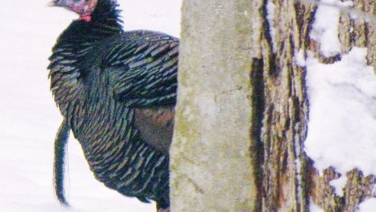 Chuck Bondy of Maple City snapped a photo of this tom turkey near his home. Courtesy photo