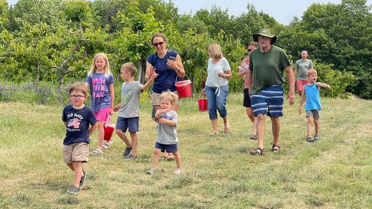 Visitors and locals alike partake in cherry picking at the Hallstedt Homestead farm last July. Enterprise photo by Meakalia Previch-Liu