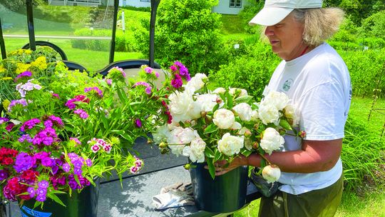 Omena Cut Flowers owner Carolyn Faught loads up her golf cart with some of the many peonies blossoming on Thursday afternoon. Peony season came much earlier this year, Faught said, making this the perfect time to “U-pick” and harvest them at the garden. Enterprise photo by Meakalia Previch...