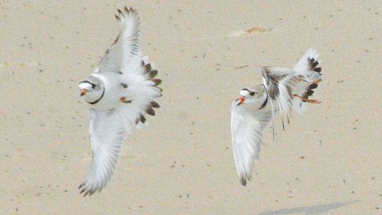 Piping Plovers at Sleeping Bear Dunes National Lakeshore try flying before making the trip south to its winter breeding grounds. Courtesy photo