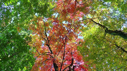 The arrival of fall colors signals the beginning of the snow season on the peninsula. Enterprise photo by Meakalia Previch-Liu