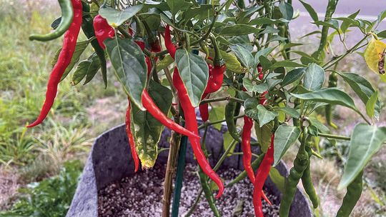 Cayenne peppers, available at “The Hot Spot,” come in at a Scoville rating of 30,000 to 50,000. Photos courtesy of Joshua Spencer