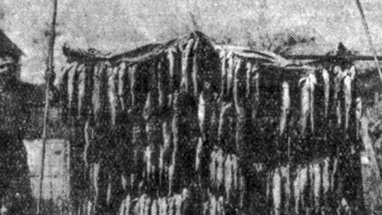 The war on dogfish and gar pike yielded this catch on Lake Leelanau which appeared in an undated clip from the Record Eagle.