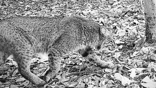 Whether a mama or a papa, it certainly was a mature bobcat that last week made its way past a trail camera in Cleveland Township toward a roadkill deer. Outdoorsman Chuck Bond set up the shot, placing a camera near the deer. He was rewarded with photos of a female cat with two juvenile off...