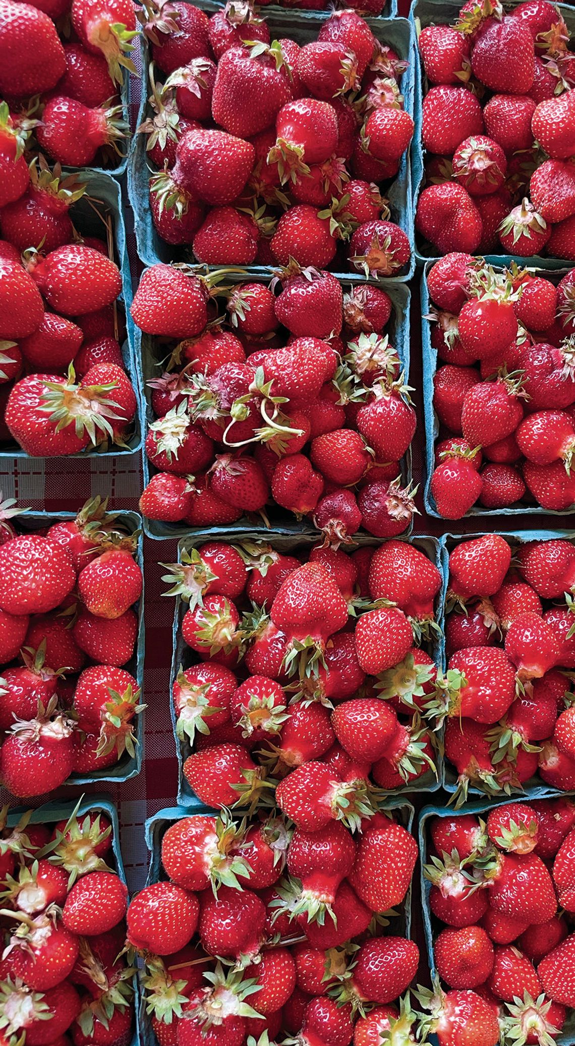 Strawberries are so close we can taste them. Bardenhagen Berries on Horn Road in Lake Leelanau is gearing up to begin harvest this weekend. Enterprise photo by Brian Freiberger