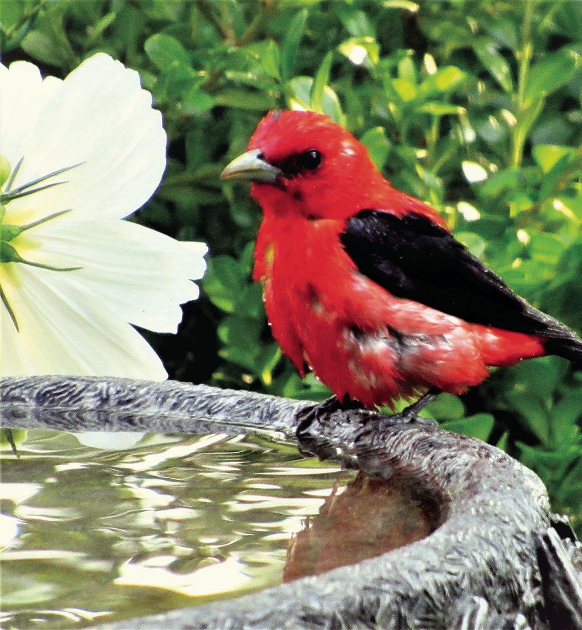Bob Jones of Glen Arbor recently spied this Scarlet Tanager as his bird bath. Jones says it is a rare species to see. Courtesy photo