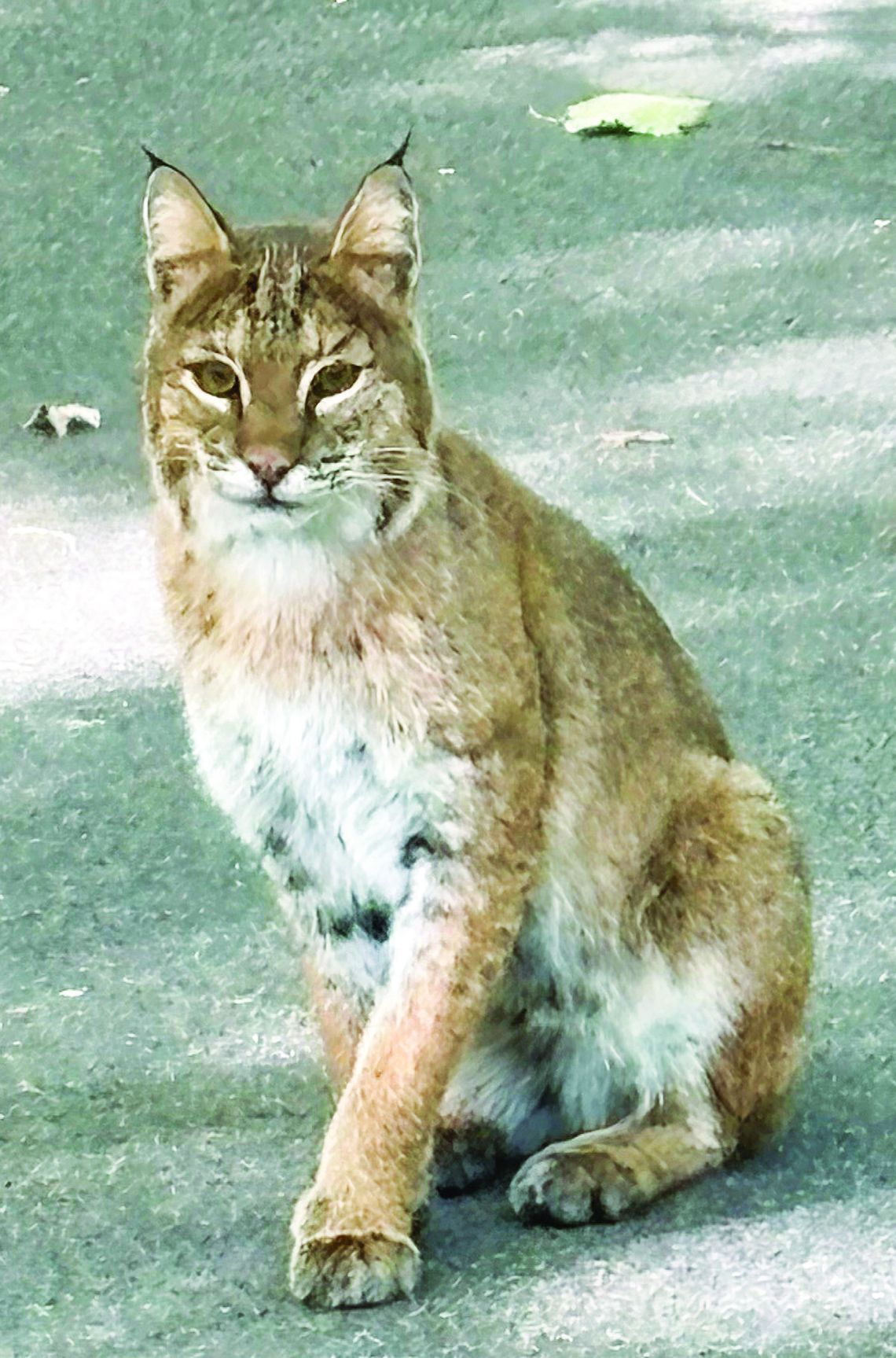 Bob Wheeler of Omena had to be quick to capture a picture of a bobcat near his home.