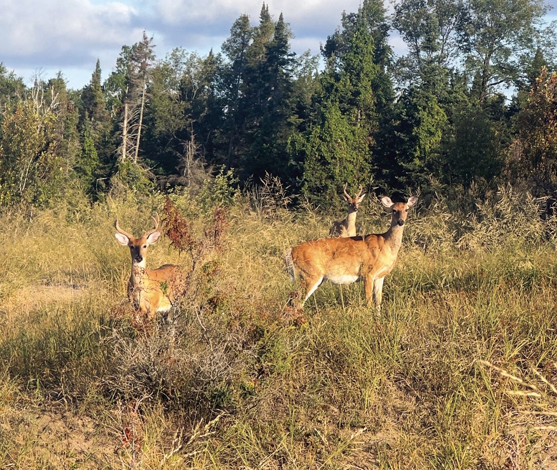 A mother and two young bucks spotted browsing in Glen Haven. Photo credit: Cindy Waldeck