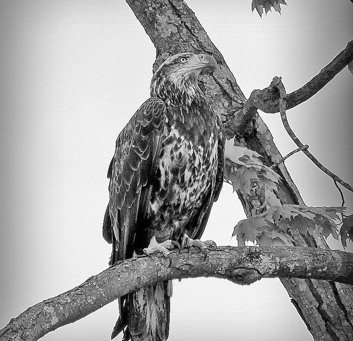 Photographer Bob Jones of Glen Arbor captured this shot of a juvenile Bald Eagle near Glen Lake.