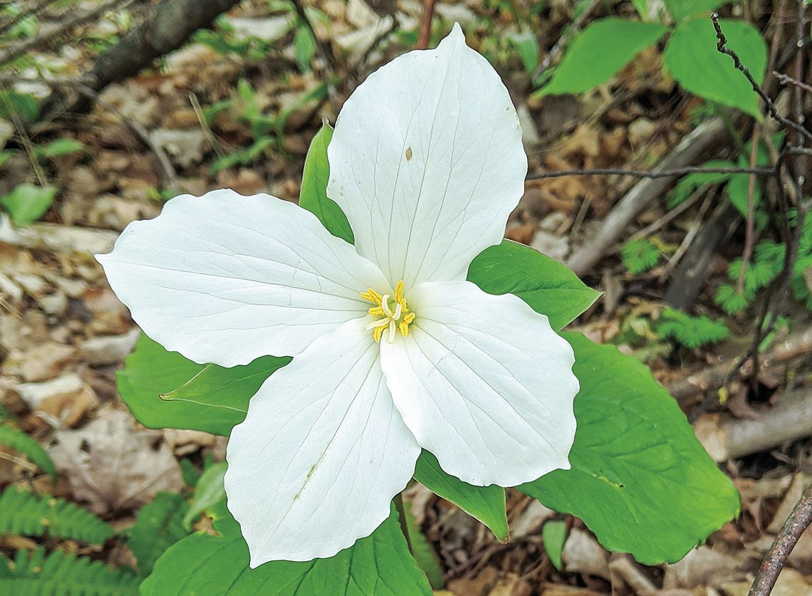 Trillium are among the many varieties of plants available at the Leelanau Conservancy “rescued” plant sale. Enterprise file photo