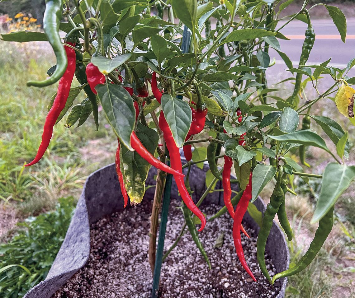 Cayenne peppers, available at “The Hot Spot,” come in at a Scoville rating of 30,000 to 50,000. Photos courtesy of Joshua Spencer