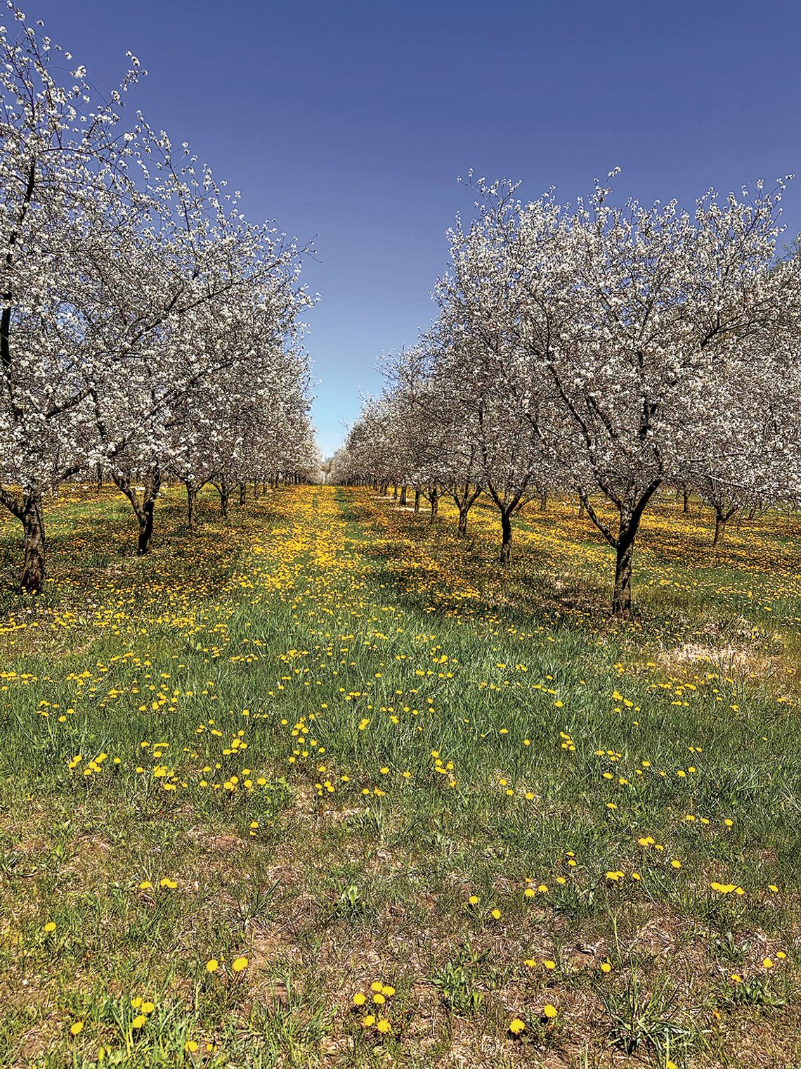 This photo taken over the weekend features beautiful blossoms, bright dandelions and a clear blue sky. Enterprise photo by Amy Hubbell