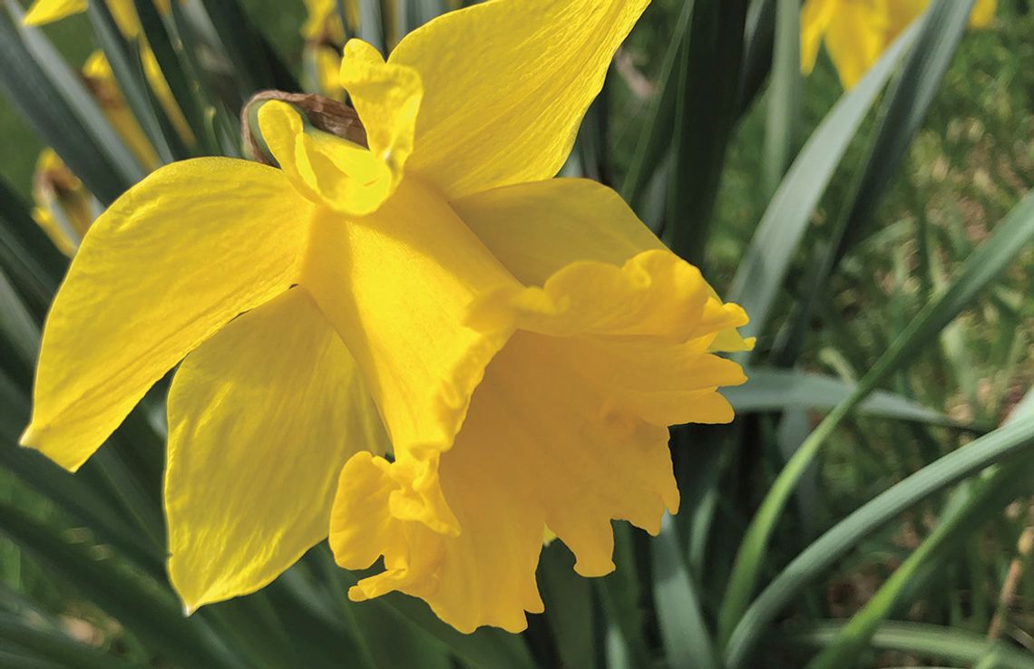 Warmer temperatures have brought on the first spring flowers of 2024. Enterprise photo by Amy Hubbell
