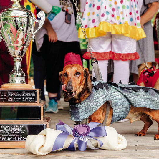 Walter known as “Dachodile” - a dachshund crocodile took home the grand prize at the 27th annual Northport Dog Parade. Photo Courtesy of Amanda Lewis Photography