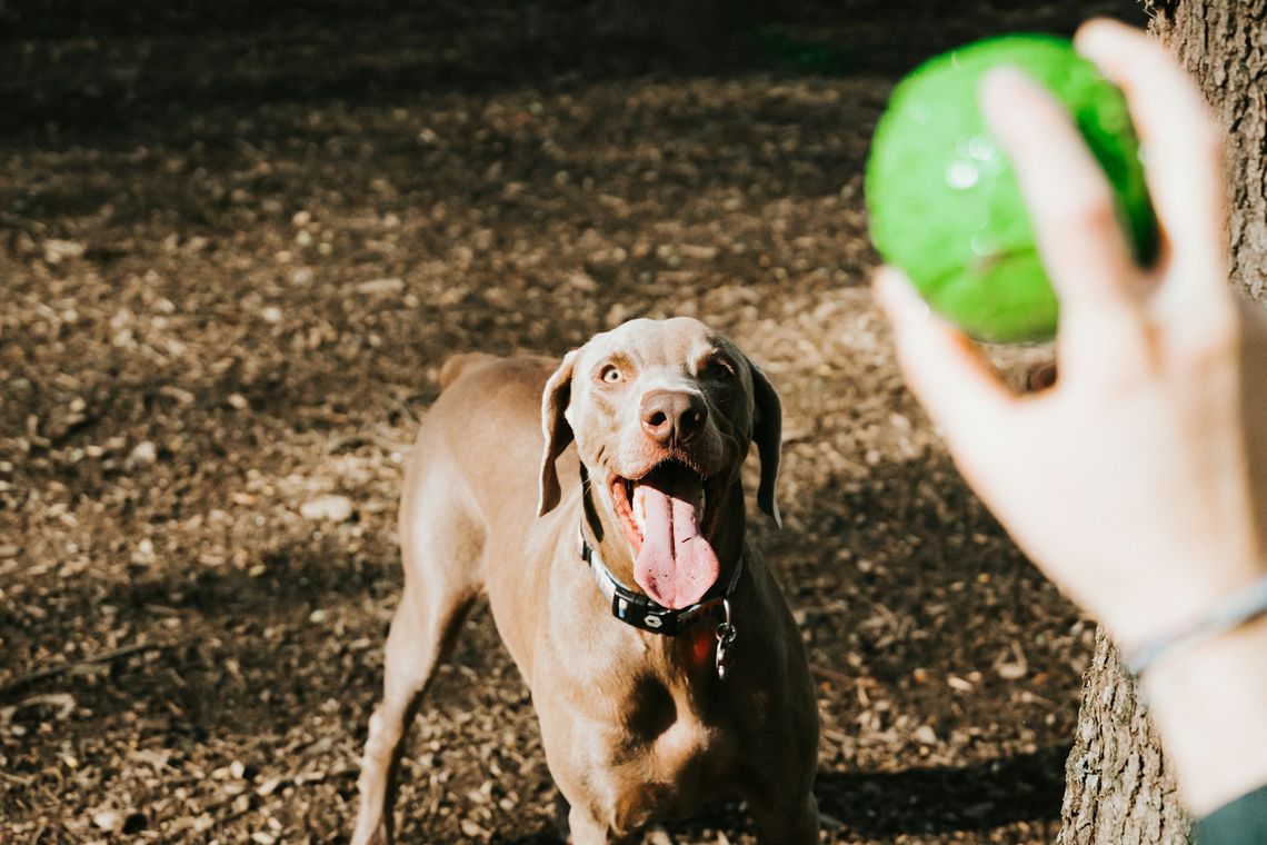 Pet Lovers Meetup brown short coated dog on brown soil during daytime