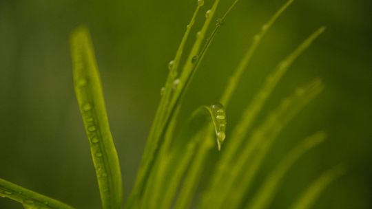 Alexey Demidov a green plant with water drops on it